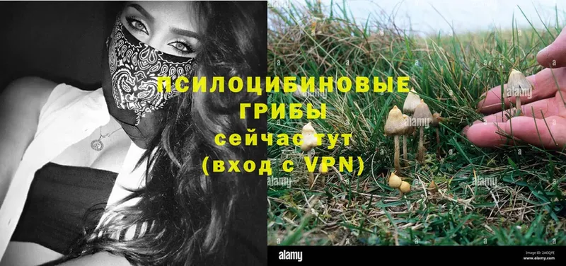 Галлюциногенные грибы Psilocybine cubensis Камышин